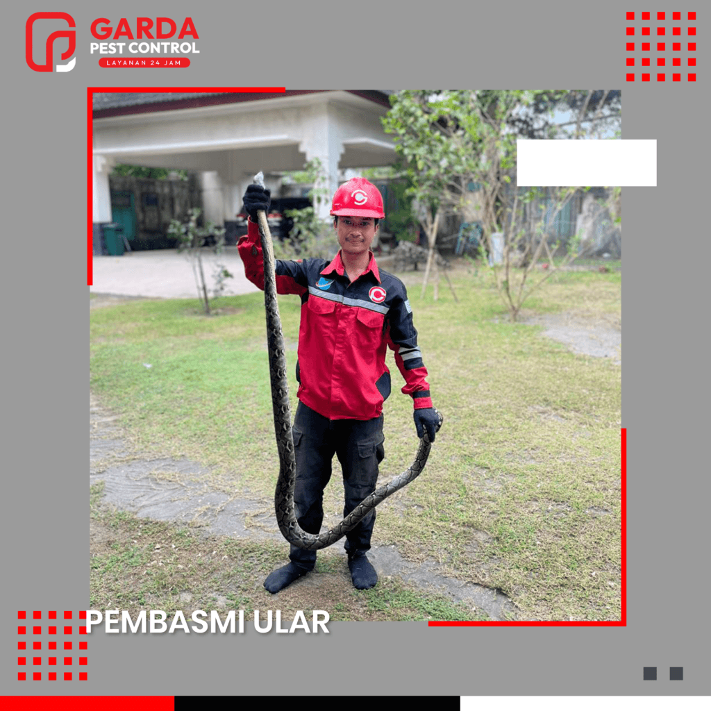 Jasa Pawang Ular